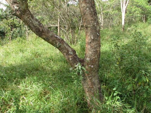 Foto de Caroba-roxa