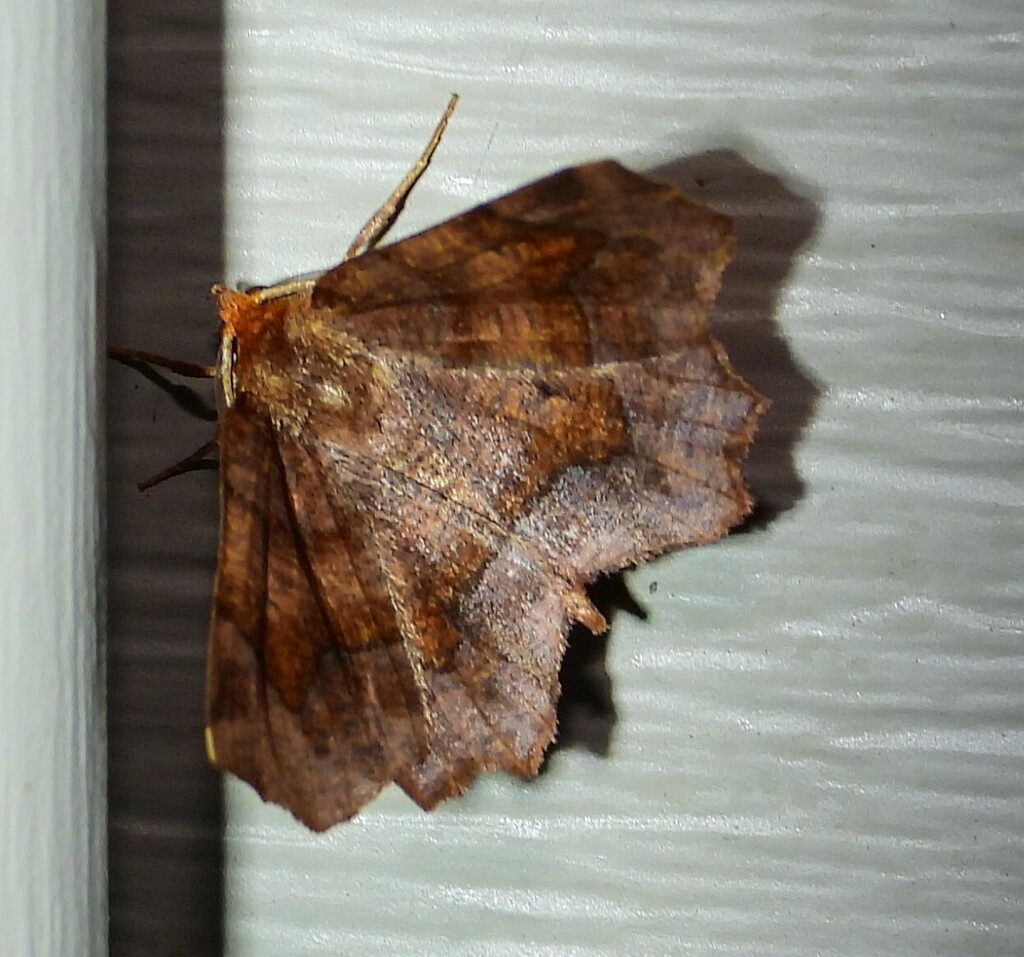 Purplish Metarranthis Moth