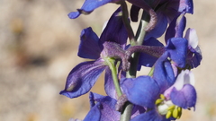 Delphinium parishii subglobosum