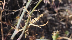 Delphinium parishii subglobosum