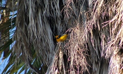 Icterus cucullatus