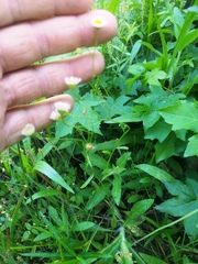 Erigeron tenuis