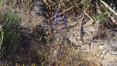 Delphinium parishii subglobosum