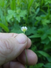 Erigeron tenuis
