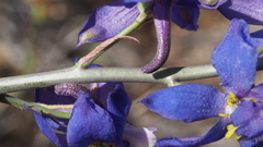 Delphinium parishii subglobosum