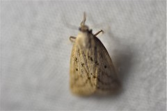 Amolita obliqua