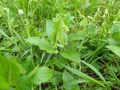 Saururus chinensis