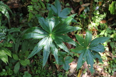 Arisaema formosanum