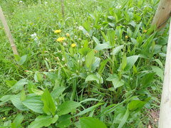 Saururus chinensis