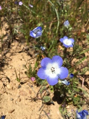 Nemophila menziesii