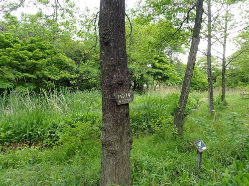 Image of Alnus japonica by (c) Yoshihiro Tokue, some rights reserved (CC BY)
