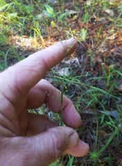 Dichanthelium angustifolium