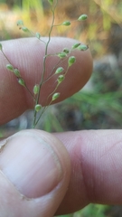 Dichanthelium angustifolium
