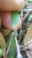 Dichanthelium angustifolium
