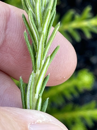 Image of Phylica imberbis by (c) Charleen Brunke, some rights reserved (CC BY)