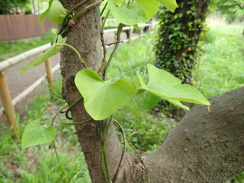 Image of Aristolochia kaempferi by (c) Yoshihiro Tokue, some rights reserved (CC BY)