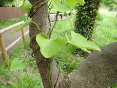 Aristolochia kaempferi