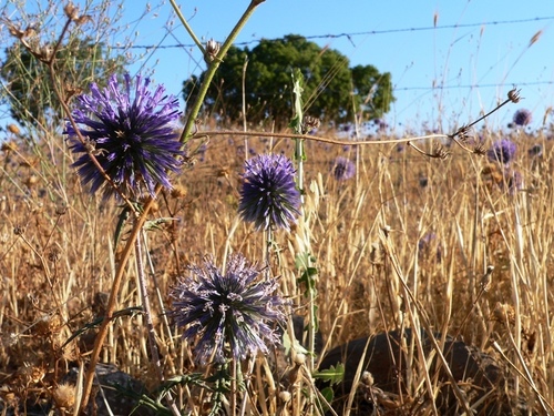 Echinops adenocaulos Boiss.