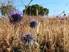 Globe Thistle - Photo (c) Kinneret Yifrah, some rights reserved (CC BY)