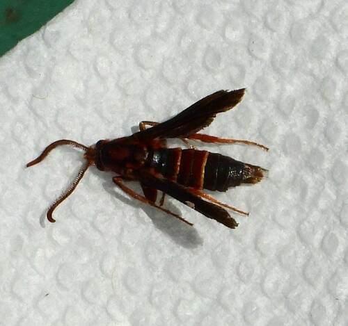 Doll's Clearwing Moth