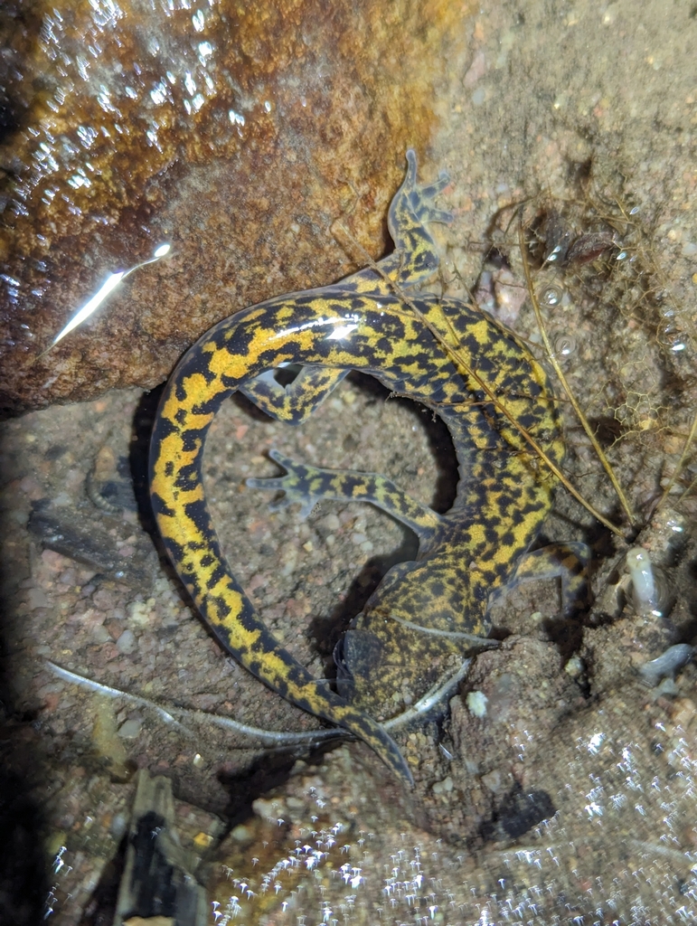 Jilin Clawed Salamander