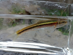 Clinostomus elongatus