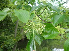 Cornus controversa