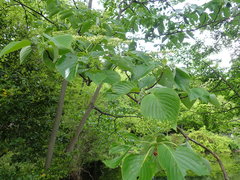 Cornus controversa