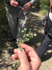 Trifolium microcephalum
