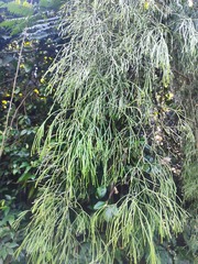 Rhipsalis clavata, photograph (c) Diogo Luiz, some rights reserved (CC BY)