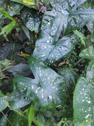 Caladium bicolor
