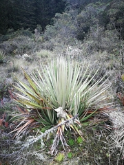 Puya goudotiana