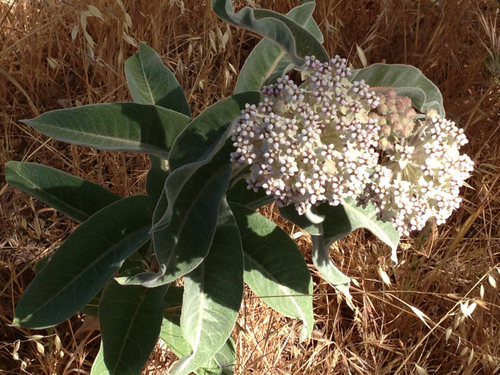 iNaturalist observation photo of woollypod milkweed