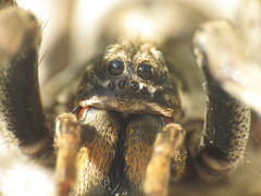 Schizocosa malitiosa