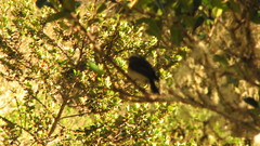 Ochthoeca rufipectoralis