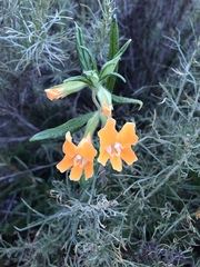 Diplacus longiflorus