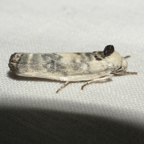 Schlaeger's Fruitworm Moth photo 6