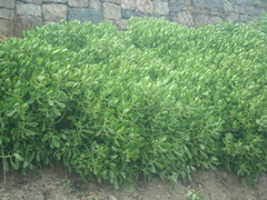 Pachysedum