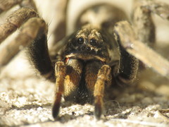 Schizocosa malitiosa