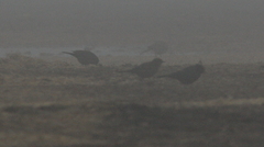 Euphagus cyanocephalus