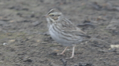 Passerculus sandwichensis