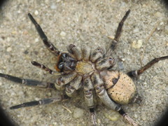 Schizocosa malitiosa