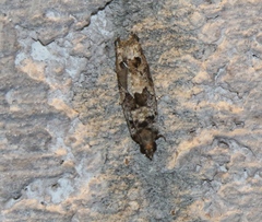 Pseudexentera knudsoni