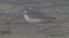 Charadrius vociferus