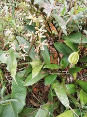 Prosthechea