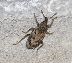 Listroderes difficilis