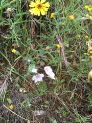 Leptosiphon montanus