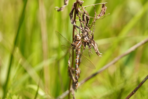 Springtime Darner photo 5