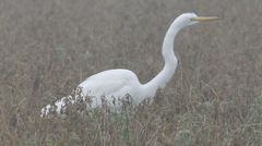 Ardea alba