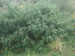 Ambrosia arborescens